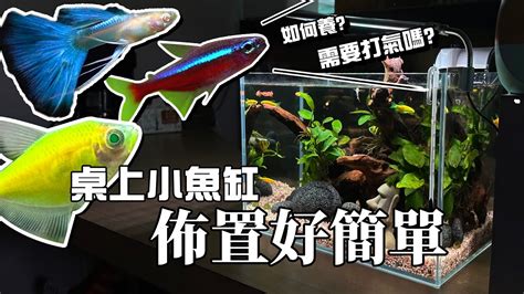 特殊魚缸|新手設缸：養魚必備的7個設備